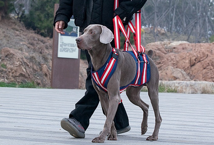 Leash Harness For Elderly Dogs